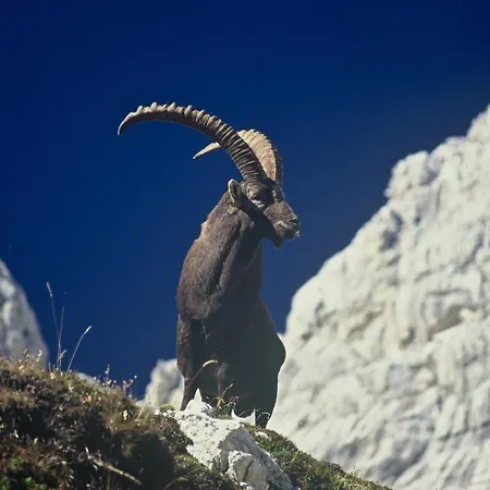 House Budkovic Бохинь