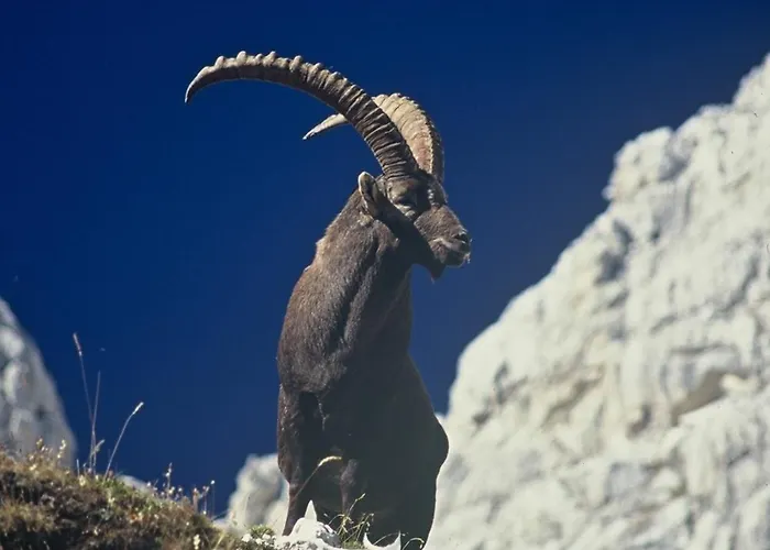 House Budkovic Bohinj